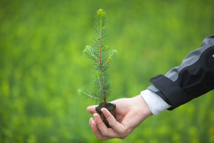 Stora Enso Division Wood Products Bild 7