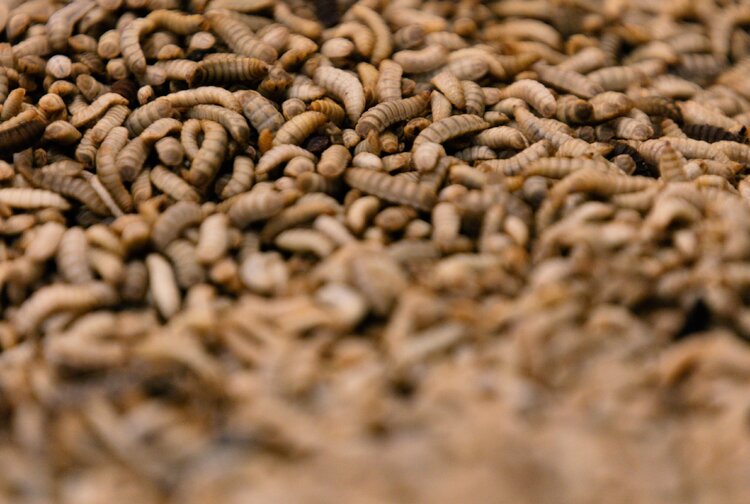 REPLOID Group AG Bild 3