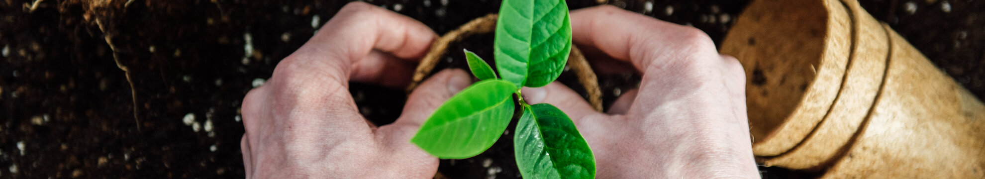 Der Botaniker - David Schlager e.U.