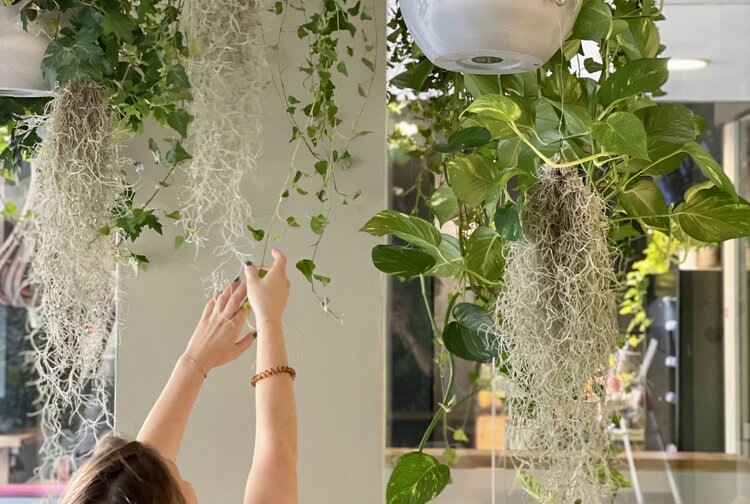 Der Botaniker - David Schlager e.U. Bild 3