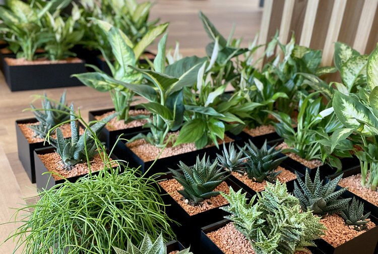 Der Botaniker - David Schlager e.U. Bild 4