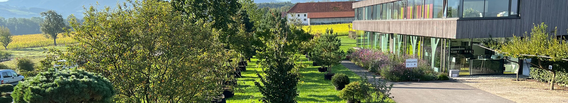 Solitär Baumschulpflanzen Haselberger & Pilz OG