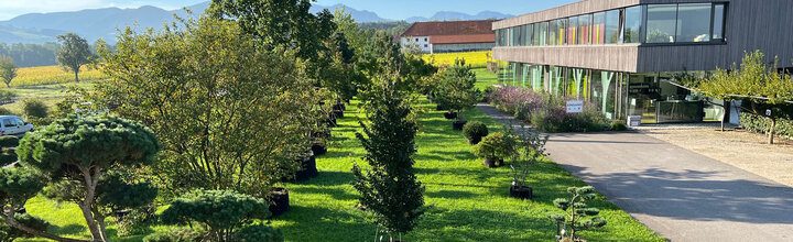 Titelbild der Firma Solitär Baumschulpflanzen Haselberger & Pilz OG