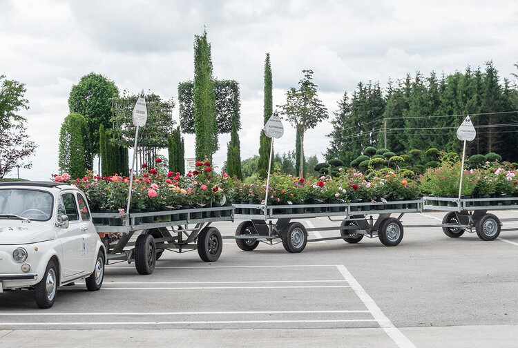 Solitär Baumschulpflanzen Haselberger & Pilz OG Bild 4