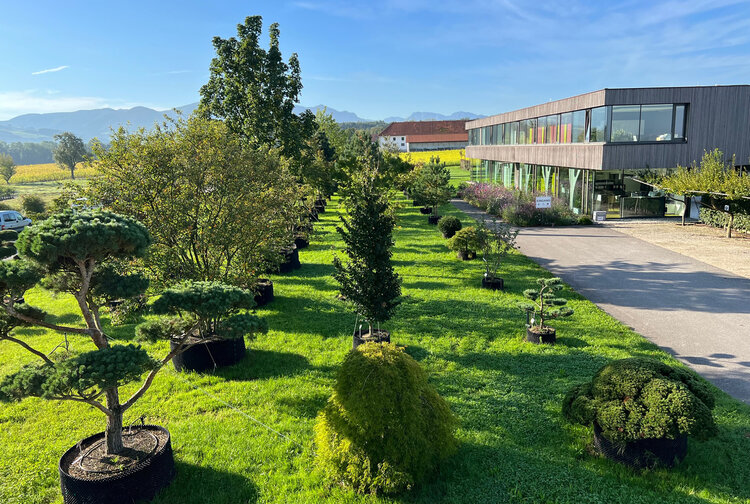 Solitär Baumschulpflanzen Haselberger & Pilz OG Bild 2