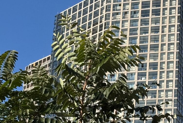 BURG IMMO - RAVENA GmbH Bild 1