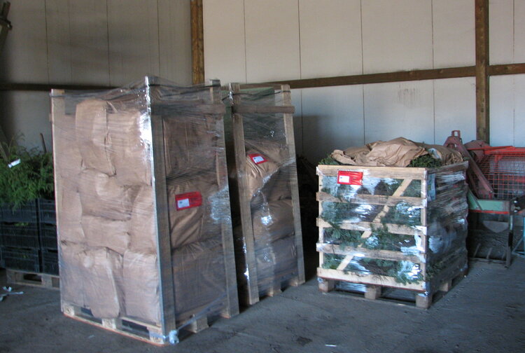 HERZOG.BAUM Samen u Pflanzen GmbH Bild 3