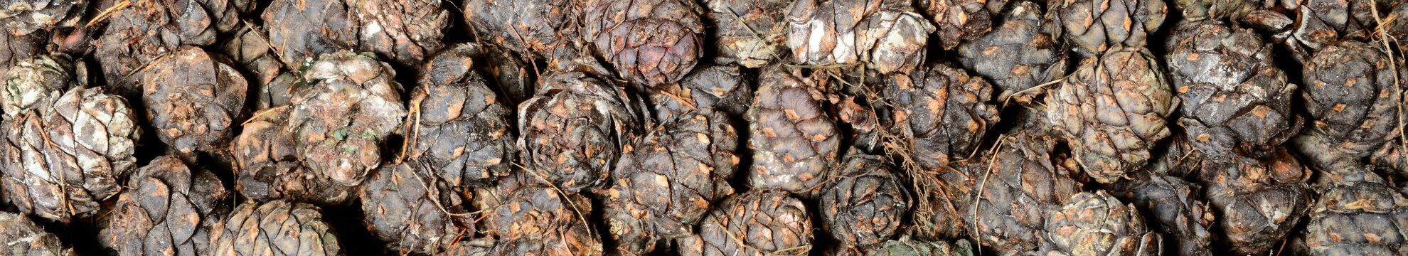 HERZOG.BAUM Samen u Pflanzen GmbH