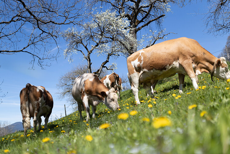 Berglandmilch eGen Bild 3