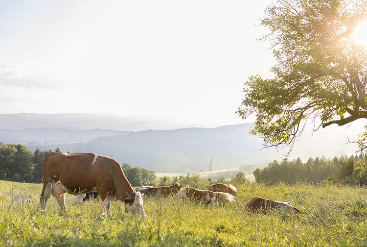 Berglandmilch eGen Bild 5