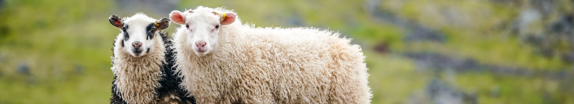 Isolena Naturfaservliese GmbH / Lehner Wool