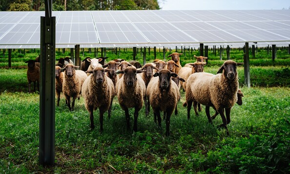 KELAG-Kärntner Elektrizitäts-Aktiengesellschaft Bild 4